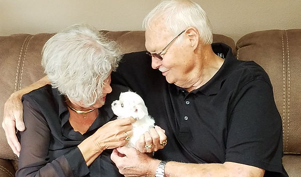 Putting Perfect parents and puppies together at Maltese Angel Babies