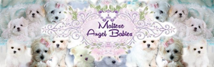 Maltese Angel Babies logo