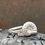 Thumbnail: Folkestone ammonite ring 