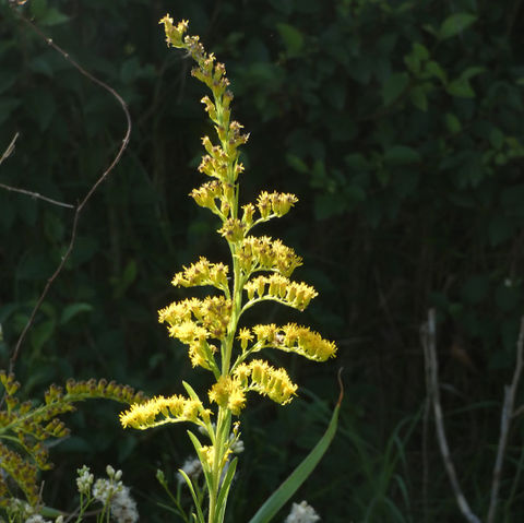 Vara de Oro - Solidago chilensis