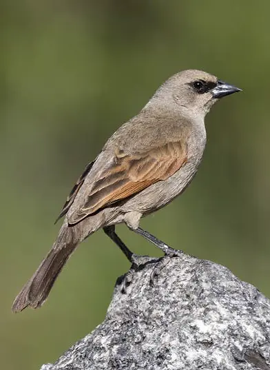 Tordo Músico (Agelaioides badius) alimentándose