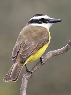 Benteveo Común (Pitangus sulphuratus) en la costa de un lago