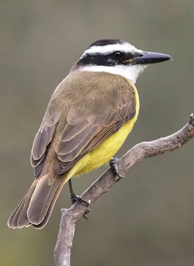 Benteveo Común (Pitangus sulphuratus) en la costa de un lago