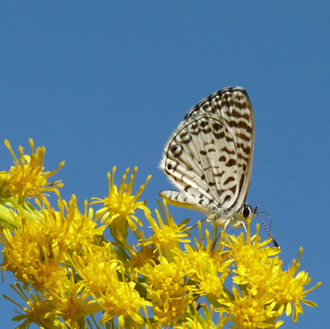 Vara de Oro - Solidago chilensis