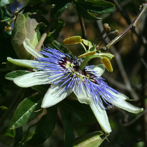 Mburucuyá - Passiflora caerulea