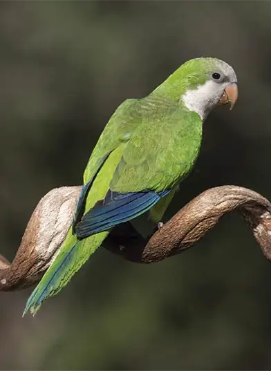 Cotorra Común (Myiopsitta monachus) posado en una rama