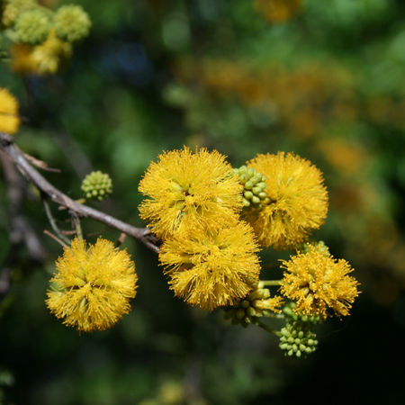 Espinillo - Vachellia caven