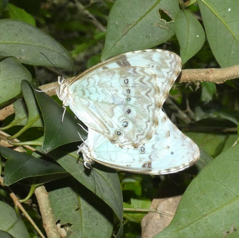 Morpho epistrophus