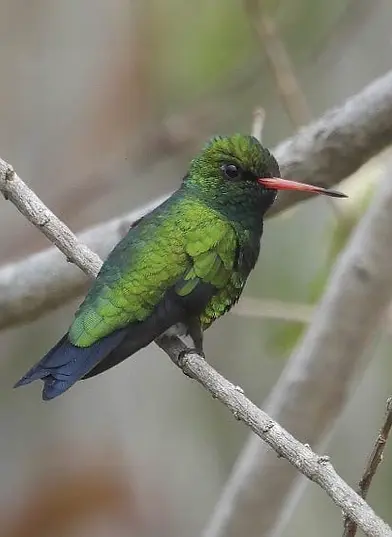 Picaflor Común (Chlorostilbon lucidus) hembra