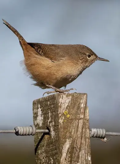 Ratona Común (Troglodytes aedon) en su hábitat natural