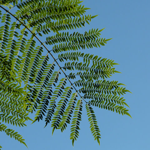 Jacarandá - Jacarandá mimosifolia