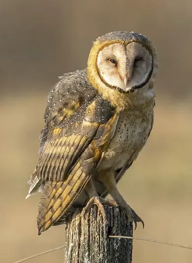 Lechuza de Campanario (Tyto alba) en la costa de un lago