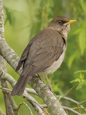 Zorzal Chalchalero (Turdus amaurochalinus) hembra