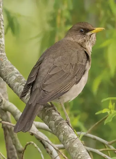 Zorzal Chalchalero (Turdus amaurochalinus) hembra
