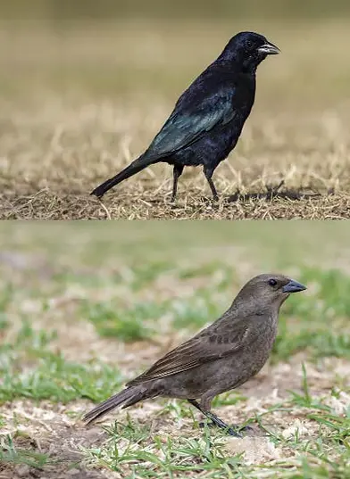 Tordo Renegrido (Molothrus bonariensis) macho