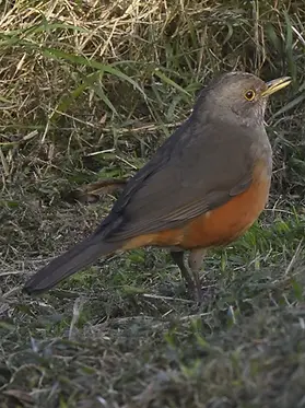 Zorzal Colorado (Turdus rufiventris) en su hábitat natural