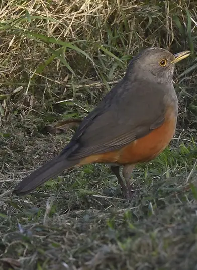 Zorzal Colorado (Turdus rufiventris) en su hábitat natural