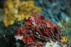 Cluster, 2014
