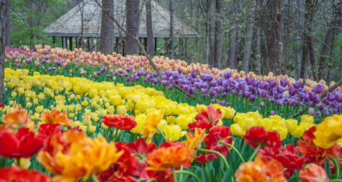 springs pic.png