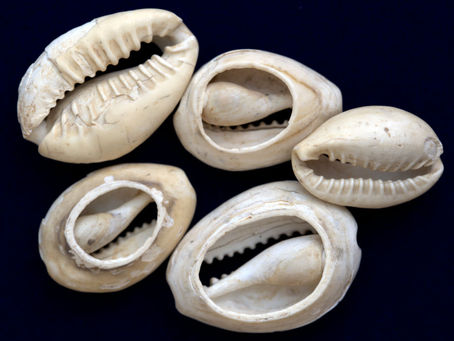 Cypraea moneta