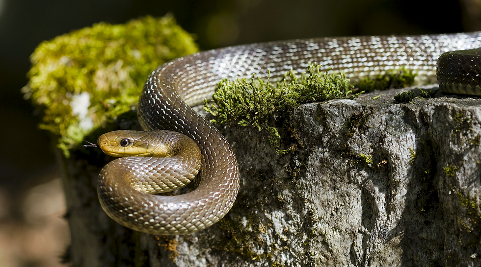 The Aesculapian snake or Zamenis longissimus, in the wild in Ticino, Switzerland, May 2009, photo by Felix Reimann, CC BY-SA 3.0, via Wikimedia Commons.