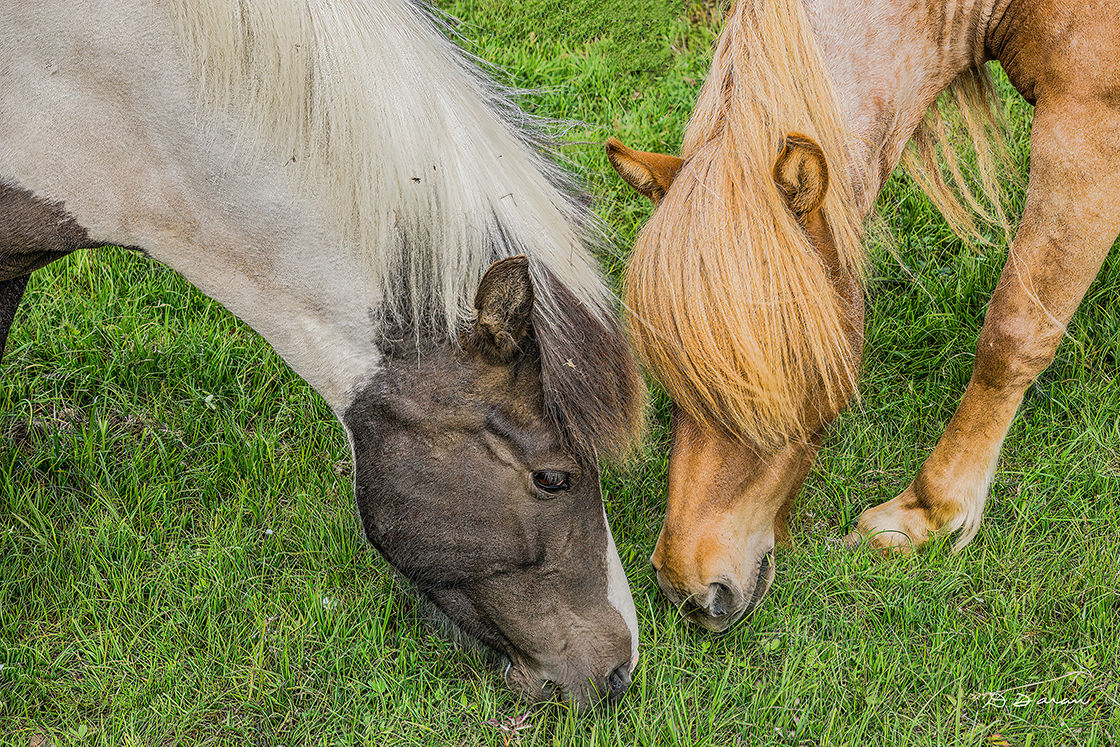 Des chevaux qui déjeunent