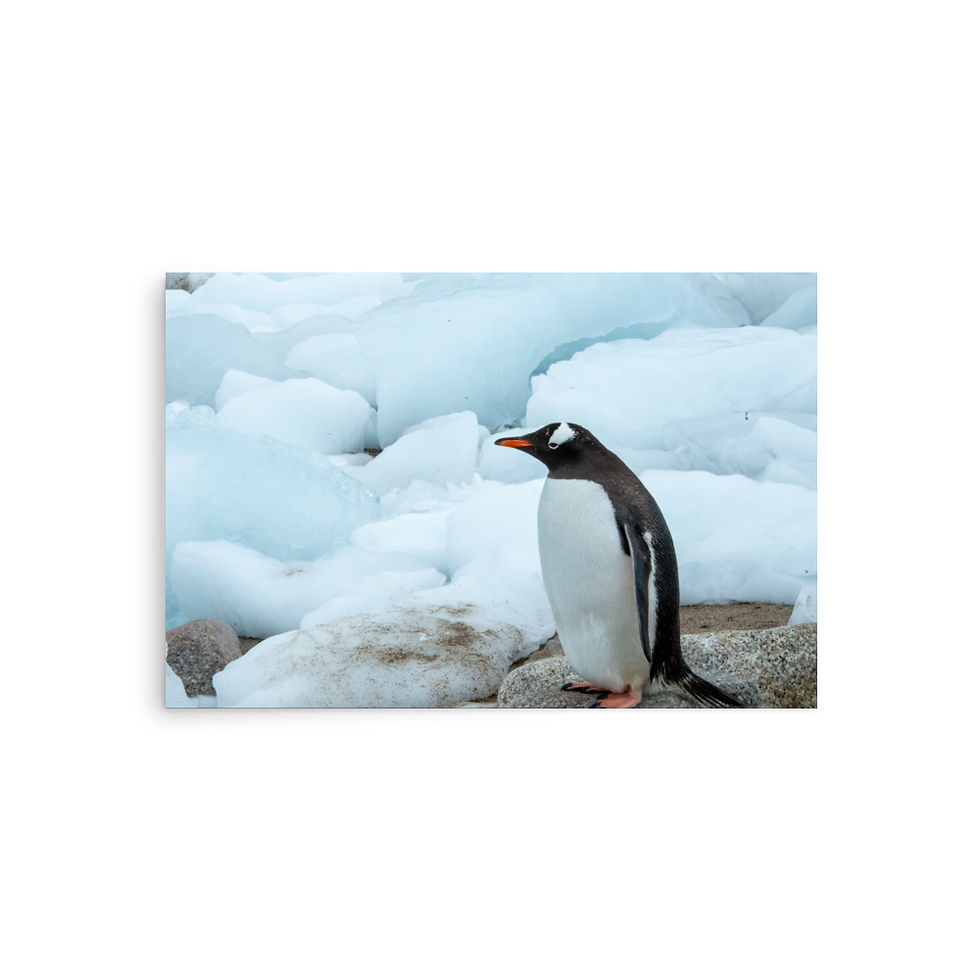 Thumbnail: Penguin Art Print