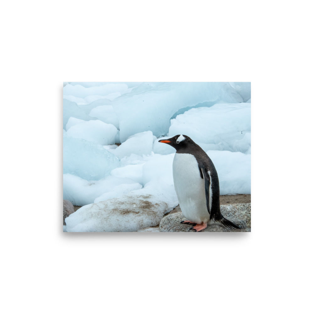 Penguin Art Print