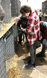 Megg M weighing a Black turkey.jpg