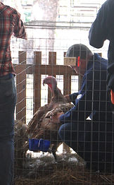 Kevin judging a turkey.JPG