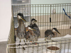 Great Blue Herons, juveniles