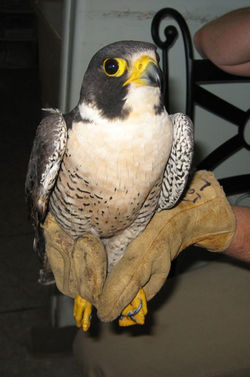 Peregrine Falcon