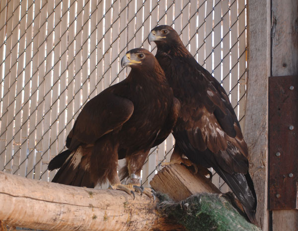 Second Chance Wildlife Rehabilitation Price Utah