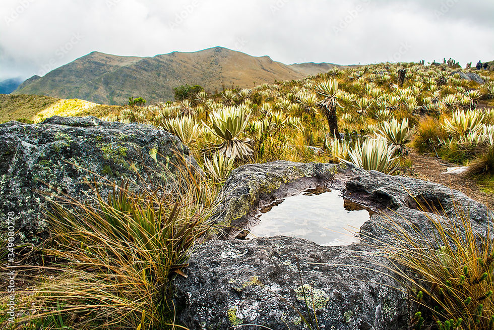 La delimitación del Páramo Cruz Verde-Sumapaz: Una carrera contra el tiempo