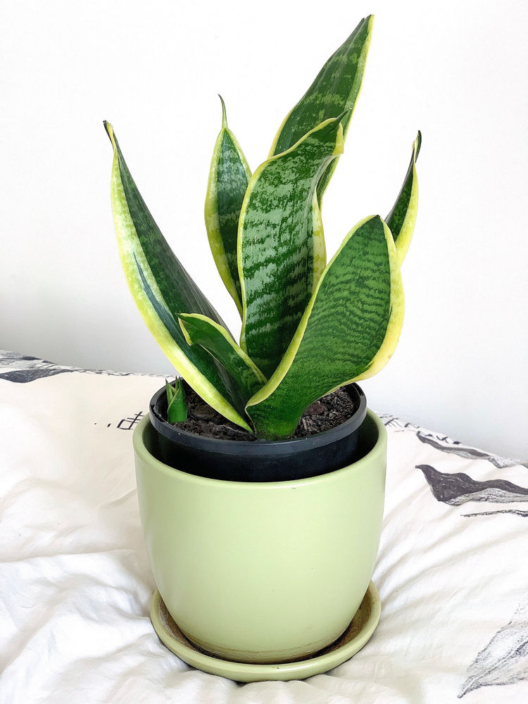 My Top Five Easiest Houseplants