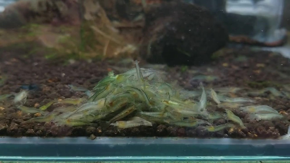 縮圖：人工印度綠米蝦