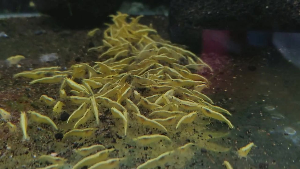 縮圖：金背黃金米蝦(50-100隻)