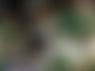 Paliza histórica de los Springboks sobre los All Blacks en Wellington