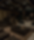 image 48.png