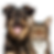 —Pngtree—happy dog and cat with_15913340.png