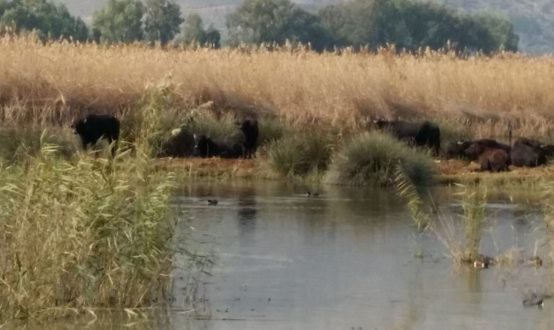 Water buffalo