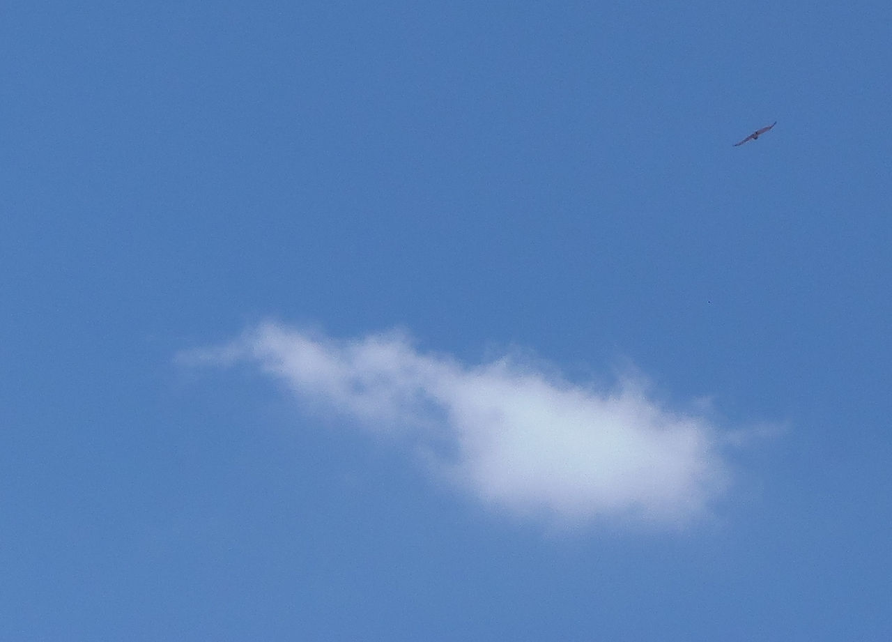 A raptor circling above