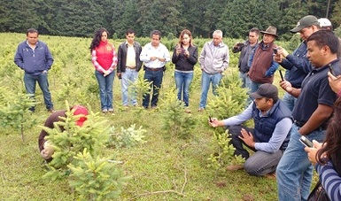 La CONAFOR donará 120 mil árboles