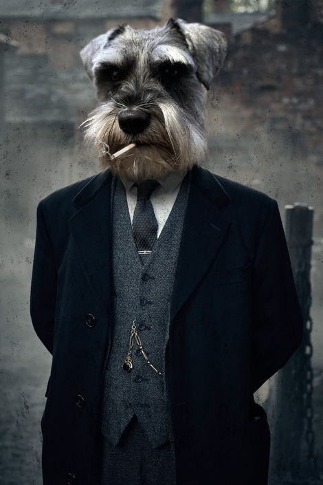 Peaky Blinders Dog