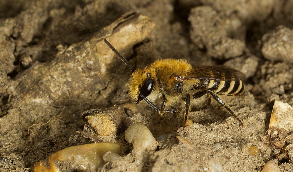 Male ivy bee grooming and cleaning his antennae