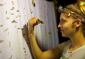 light-trapping in Papua Ne Guinea, Wanang research station, photo by Tim Cockerill