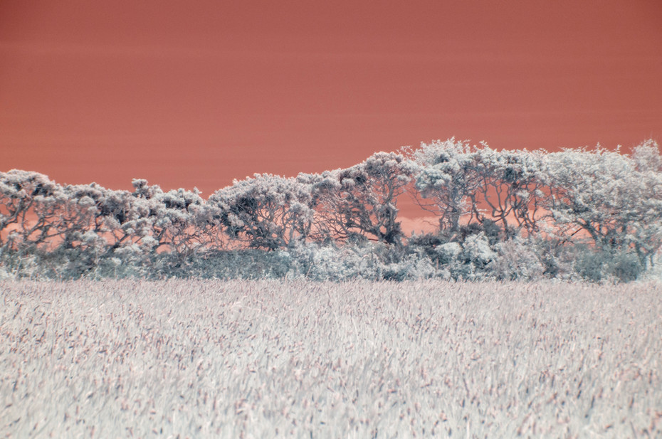Fig. 2 - The White Trees. A line of white trees set in a field of white grass with a stark vermilion sky.