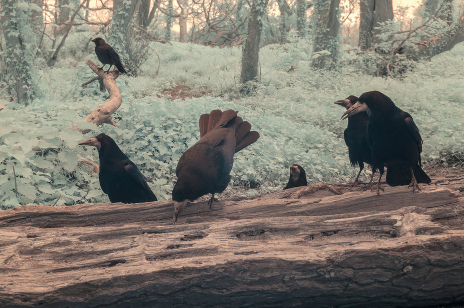 Fig. 5 - A Parliament. A group of rooks eating and resting together.