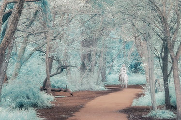 A ghostly horse and rider are riding through an ethereal forest.