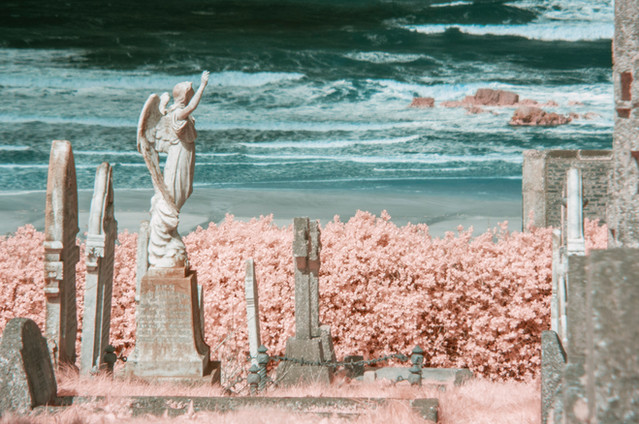 Fig. 5 - Angel in Rose. A marble angel surrounded by pale pink foliage in a graveyard overlooking the teal sea.